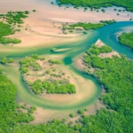 Arial view of trees and river